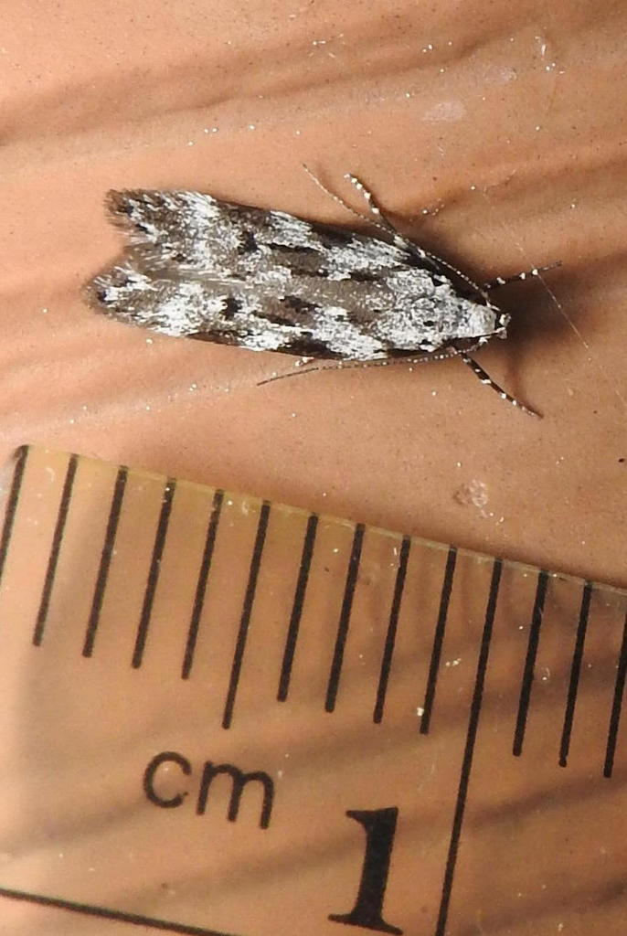 Carpatolechia belangerella