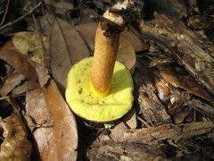 Hemileccinum rubropunctum