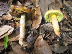 Hemileccinum rubropunctum