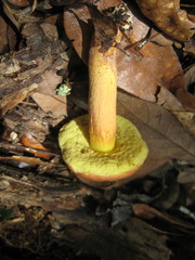 Hemileccinum rubropunctum