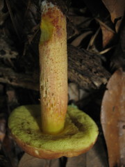 Hemileccinum rubropunctum