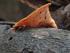 Cerioporus varius