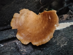 Cerioporus varius