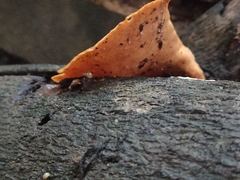Cerioporus varius