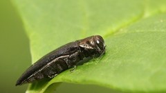 Agrilus anxius