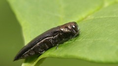 Agrilus anxius