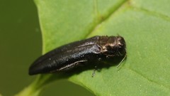 Agrilus anxius