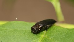 Agrilus anxius
