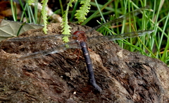 Andaeschna occidentalis