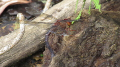 Andaeschna occidentalis