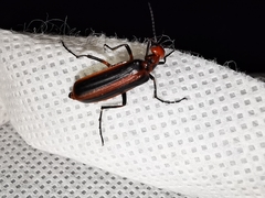 Pyrota tenuicostatis