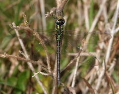 Rhionaeschna cornigera