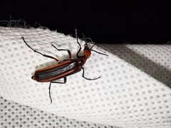 Pyrota tenuicostatis