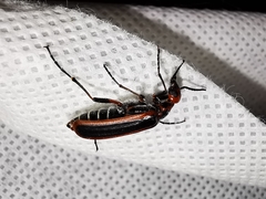 Pyrota tenuicostatis