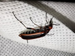 Pyrota tenuicostatis