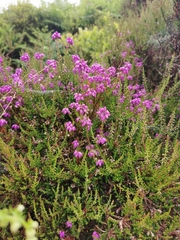 Erica cinerea