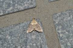 Agrotera nemoralis