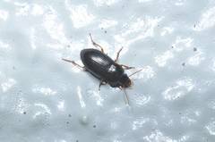 Trichotichnus orientalis