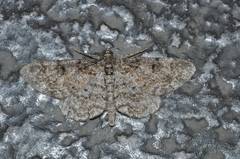 Protoboarmia faustinata