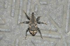 Pimelocerus perforatus