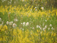 Eriophorum chamissonis
