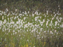 Eriophorum chamissonis