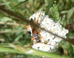 Stenopterus flavicornis