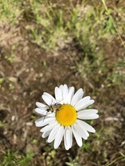 Lepturobosca