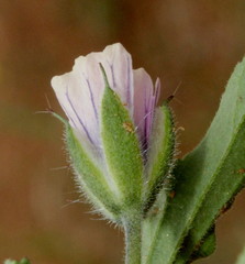 Monsonia angustifolia image