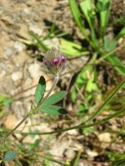 Trifolium albopurpureum