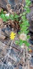 Heterotheca viscida