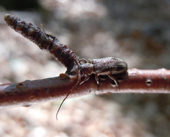 Exocentrus adspersus