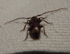 Exocentrus adspersus