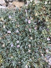 Astragalus kentrophyta danaus