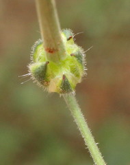 Monsonia angustifolia image