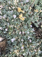Astragalus kentrophyta danaus