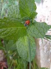 Hippodamia convergens