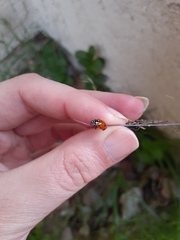 Hippodamia convergens