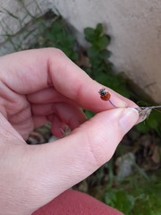 Hippodamia convergens