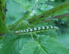 Depressaria chaerophylli