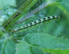 Depressaria chaerophylli