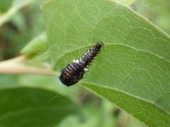 Chrysomela scripta