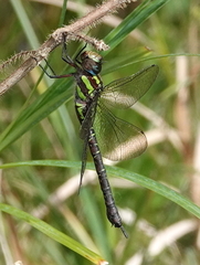 Rhionaeschna cornigera