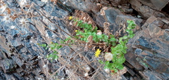 Heterotheca viscida