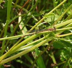 Enallagma aspersum