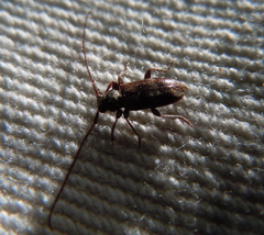 Exocentrus lusitanus