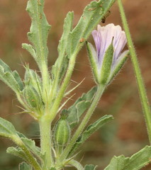 Monsonia angustifolia image