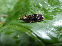 Olethreutes auricapitana