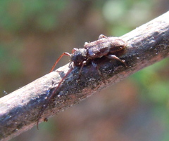 Exocentrus lusitanus