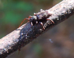 Exocentrus lusitanus